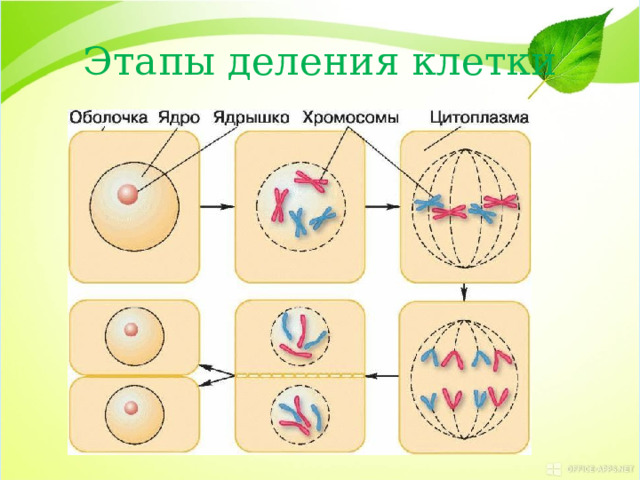 Этапы деления клетки 