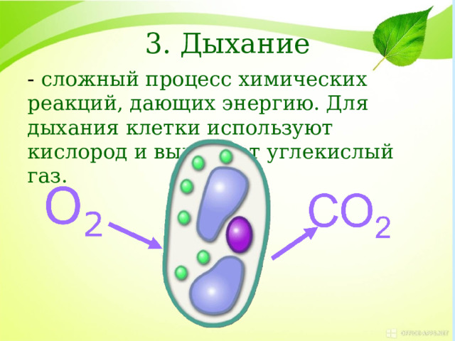 3. Дыхание - сложный процесс химических реакций, дающих энергию. Для дыхания клетки используют кислород и выделяют углекислый газ. 