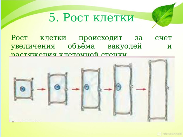 5. Рост клетки Рост клетки происходит за счет увеличения объёма вакуолей и растяжения клеточной стенки. 