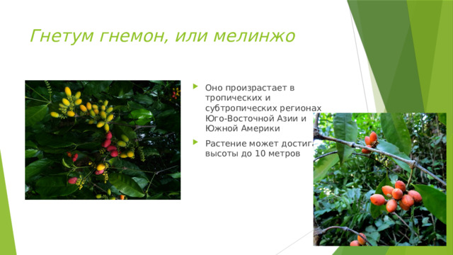 Гнетум гнемон, или мелинжо  Оно произрастает в тропических и субтропических регионах Юго-Восточной Азии и Южной Америки Растение может достигать высоты до 10 метров  