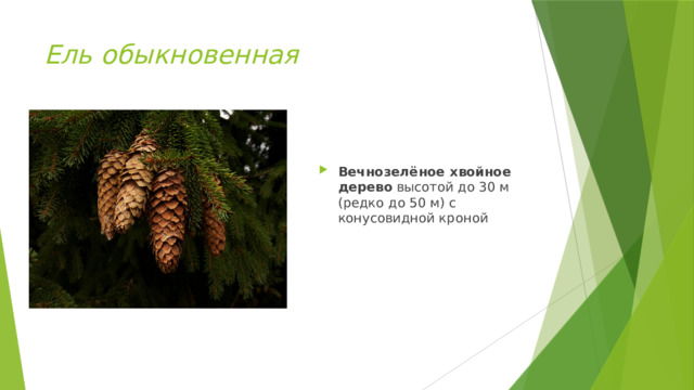 Ель обыкновенная Вечнозелёное хвойное дерево  высотой до 30 м (редко до 50 м) с конусовидной кроной 