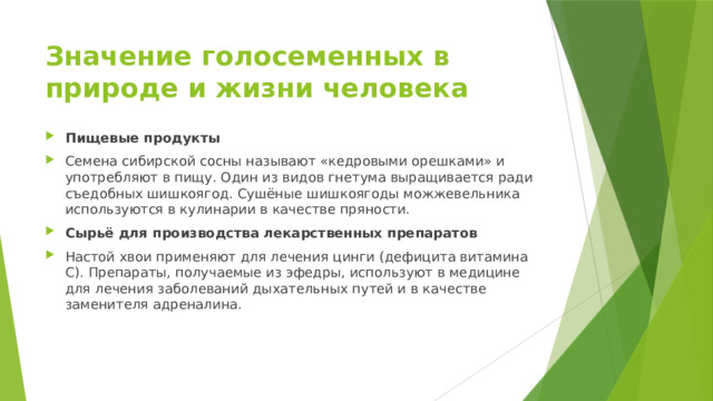 Значение голосеменных в природе и жизни человека Пищевые продукты Семена сибирской сосны называют «кедровыми орешками» и употребляют в пищу. Один из видов гнетума выращивается ради съедобных шишкоягод. Сушёные шишкоягоды можжевельника используются в кулинарии в качестве пряности. Сырьё для производства лекарственных препаратов Настой хвои применяют для лечения цинги (дефицита витамина С). Препараты, получаемые из эфедры, используют в медицине для лечения заболеваний дыхательных путей и в качестве заменителя адреналина. 