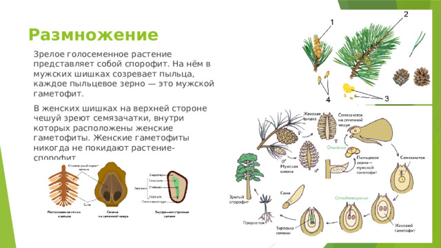 Размножение   Зрелое голосеменное растение представляет собой спорофит. На нём в мужских шишках созревает пыльца, каждое пыльцевое зерно — это мужской гаметофит.  В женских шишках на верхней стороне чешуй зреют семязачатки, внутри которых расположены женские гаметофиты. Женские гаметофиты никогда не покидают растение-спорофит 