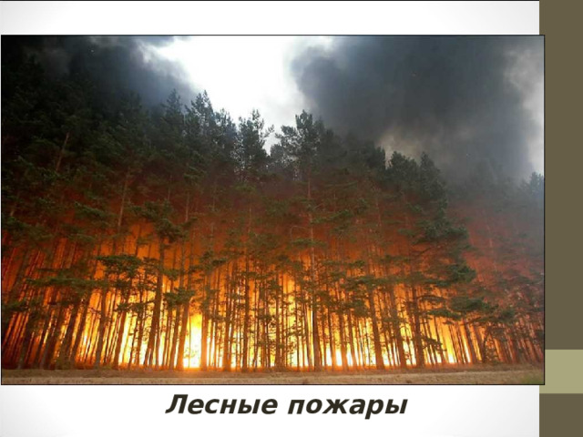 Лесные пожары 