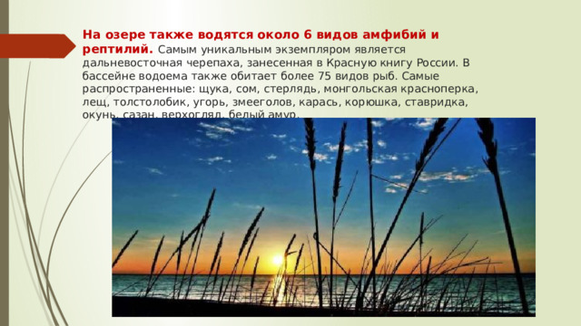 На озере также водятся около 6 видов амфибий и рептилий. Самым уникальным экземпляром является дальневосточная черепаха, занесенная в Красную книгу России. В бассейне водоема также обитает более 75 видов рыб. Самые распространенные: щука, сом, стерлядь, монгольская красноперка, лещ, толстолобик, угорь, змееголов, карась, корюшка, ставридка, окунь, сазан, верхогляд, белый амур. 