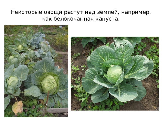 Некоторые овощи растут над землей, например, как белокочанная капуста. 