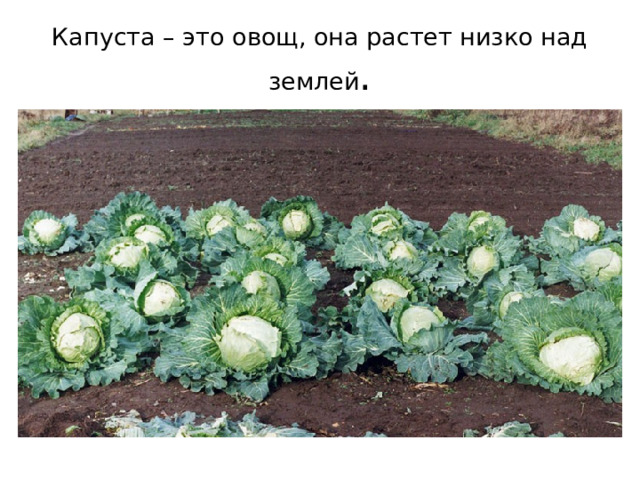Капуста – это овощ, она растет низко над землей . 