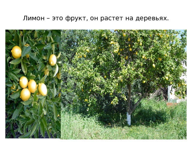 Лимон – это фрукт, он растет на деревьях. 