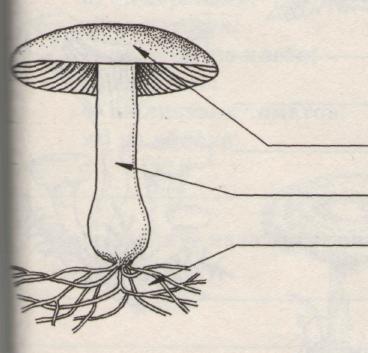Рисунок гриба по биологии 5 класс