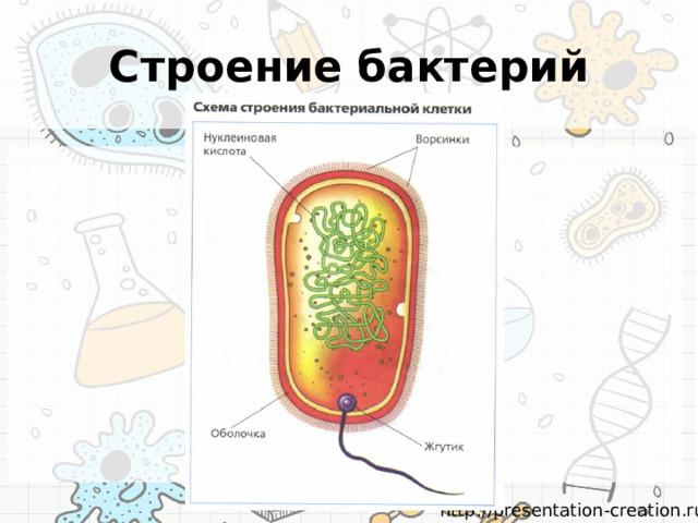 Строение бактерий 