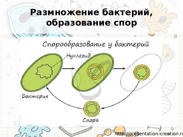 Строение и жизнедеятельность бактерий 7 класс презентация. Образование спор у бактерий. Образование спор у бактерий 5 класс биология. Схема бактерии. Размножение бактерий схема