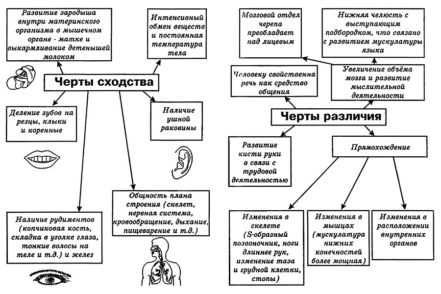 Общий план строения и процессы жизнедеятельности сходство человека с животными и отличие от них