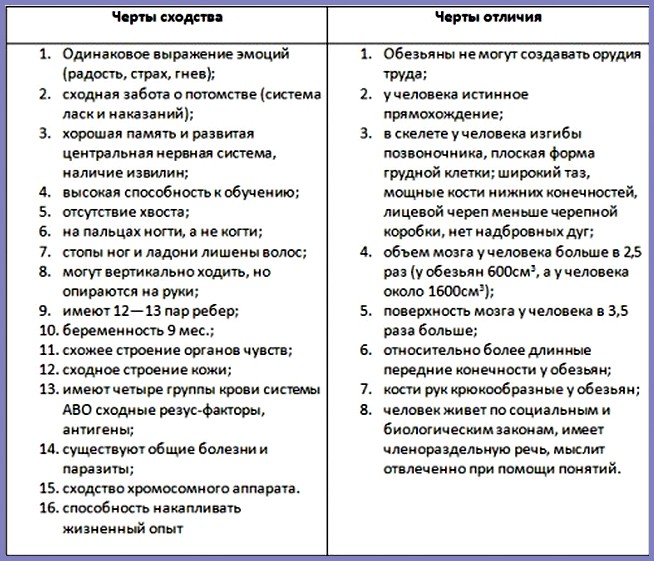 Сходства и отличия человека. Таблица сходства и различия человека и животного. Сходства и отличия человека и человекообразных обезьян таблица. Сходства и различия человека и животного биология 9 класс. Сходство и различие человека и животных таблица биология 8 класс.