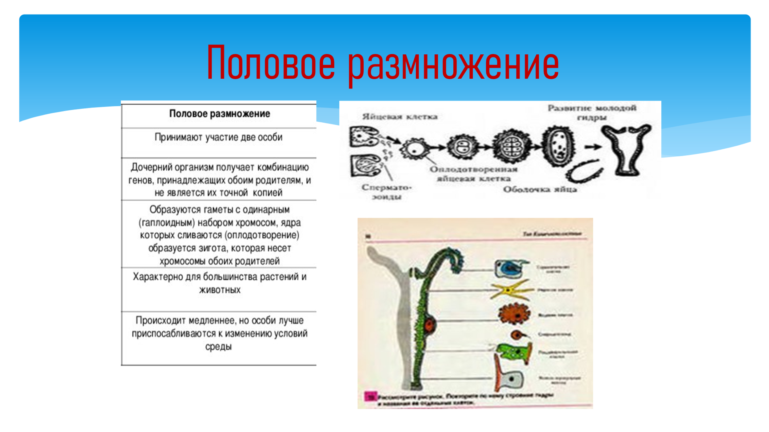 Разработка открытого урока биологии по теме 