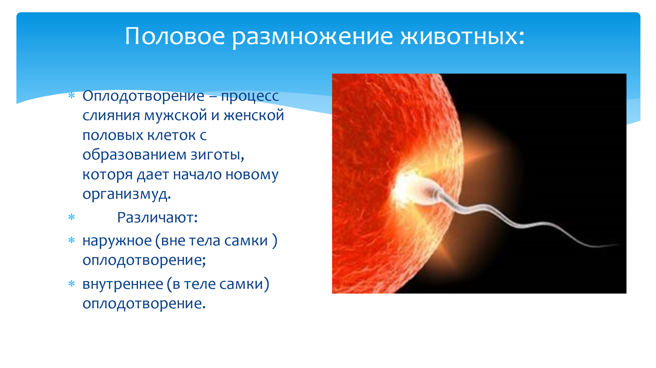 Разработка открытого урока биологии по теме 