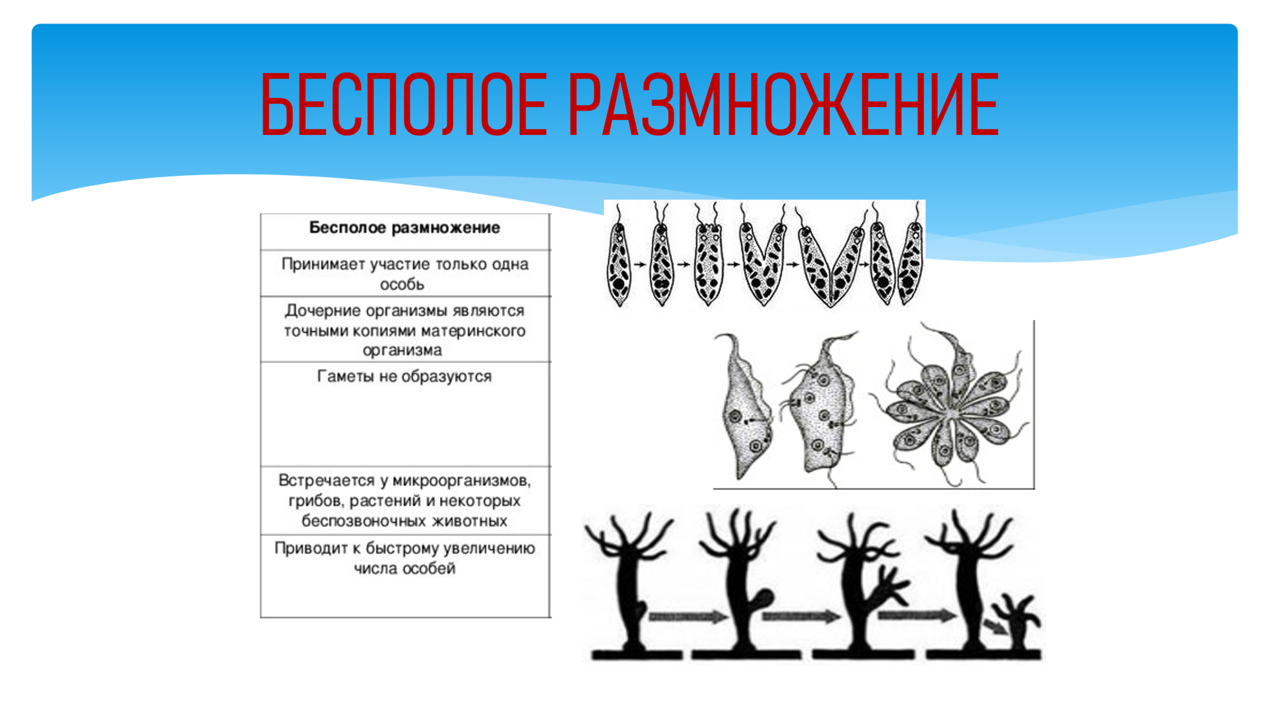 Разработка открытого урока биологии по теме 