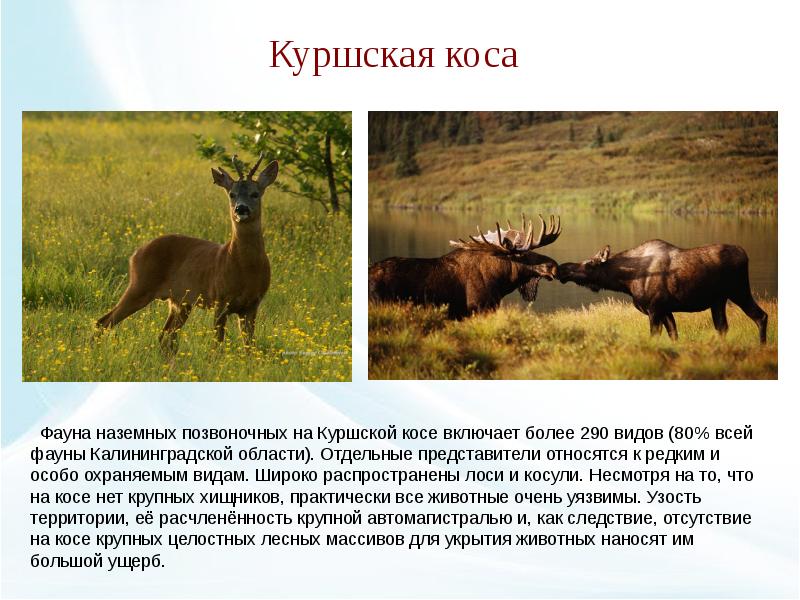 Деревья калининградской области описание - CollectPhoto.ru