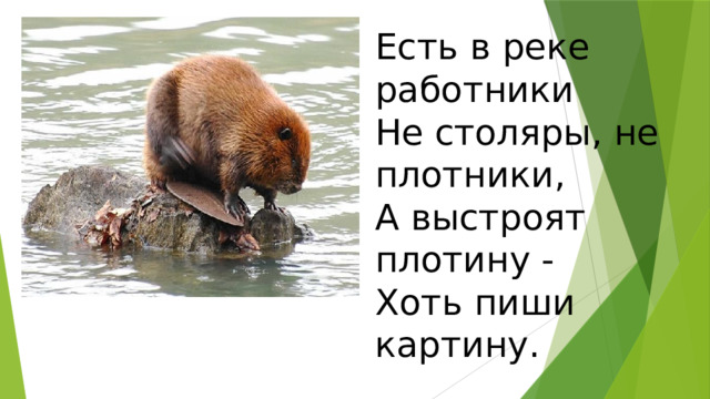 Есть в реке работники  Не столяры, не плотники,  А выстроят плотину -  Хоть пиши картину. 