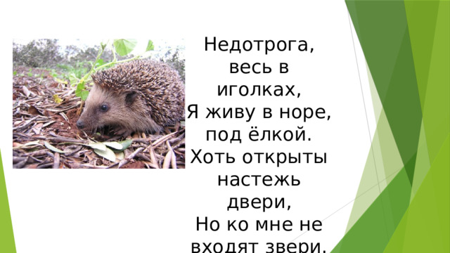 Недотрога, весь в иголках,  Я живу в норе, под ёлкой.  Хоть открыты настежь двери,  Но ко мне не входят звери. 