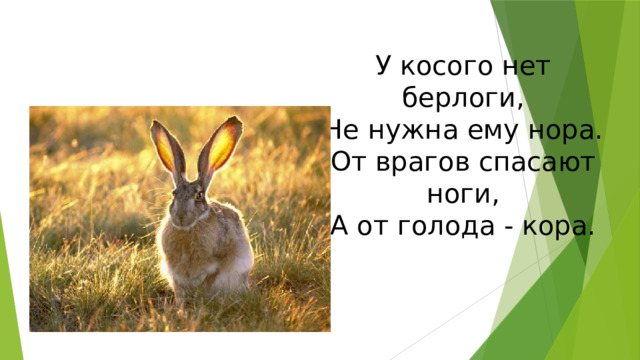 У косого нет берлоги,  Не нужна ему нора.  От врагов спасают ноги,  А от голода - кора. 
