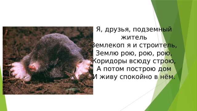 Я, друзья, подземный житель  Землекоп я и строитель,  Землю рою, рою, рою,  Коридоры всюду строю,  А потом построю дом  И живу спокойно в нём. 