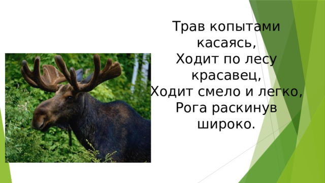 Трав копытами касаясь,  Ходит по лесу красавец,  Ходит смело и легко,  Рога раскинув широко. 