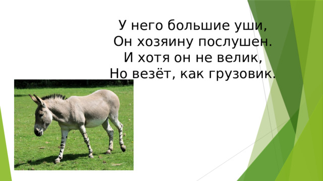 У него большие уши,  Он хозяину послушен.  И хотя он не велик,  Но везёт, как грузовик. 
