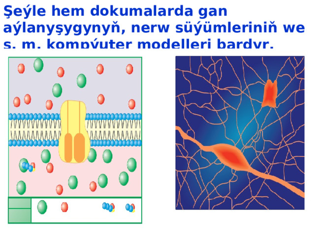 Şeýle hem dokumalarda gan aýlanyşygynyň, nerw süýümleriniň we  ş. m. kompýuter modelleri bardyr . 
