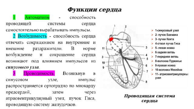 Функции сердца Проводящая система сердца 