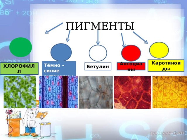 ПИГМЕНТЫ Каротиноиды Тёмно – синие антоцианы ХЛОРОФИЛЛ Антоцианы Бетулин  