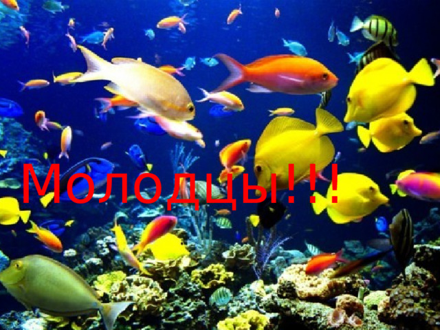  Молодцы!!! 63 