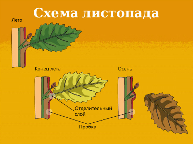 Схема  листопада 