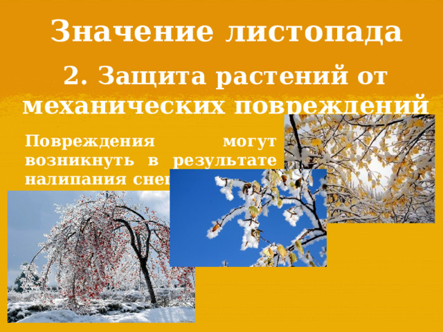 Значение листопада 2. Защита растений от механических повреждений Повреждения могут возникнуть в результате налипания снега на лист. 