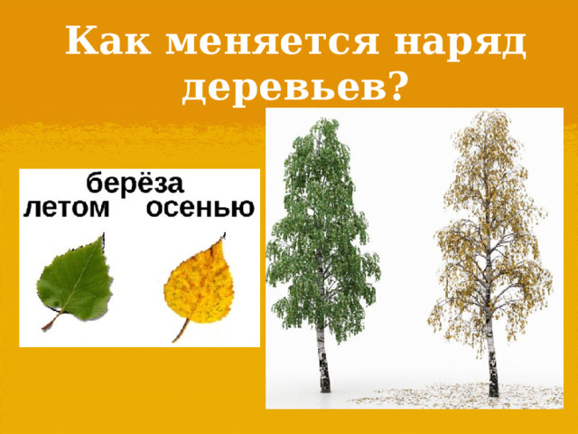 Как меняется наряд деревьев? 