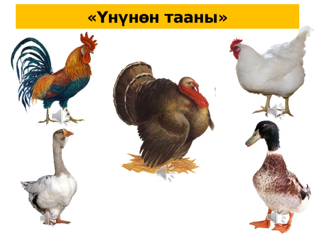 Домашние птицы для детей