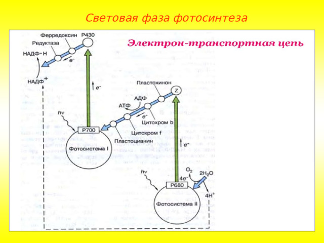 Световая фаза фотосинтеза 