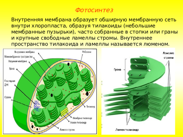 Фотосинтез Внутренняя мембрана образует обширную мембранную сеть внутри хлоропласта, образуя тилакоиды (небольшие мембранные пузырьки), часто собранные в стопки или граны и крупные свободные ламеллы стромы. Внутреннее пространство тилакоида и ламеллы называется люменом.  