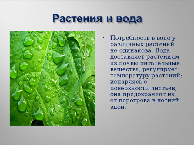 Потребность в воде у различных растений не одинакова. Вода доставляет растениям из почвы питательные вещества, регулирует температуру растений; испаряясь с поверхности листьев, она предохраняет их от перегрева в летний зной.  