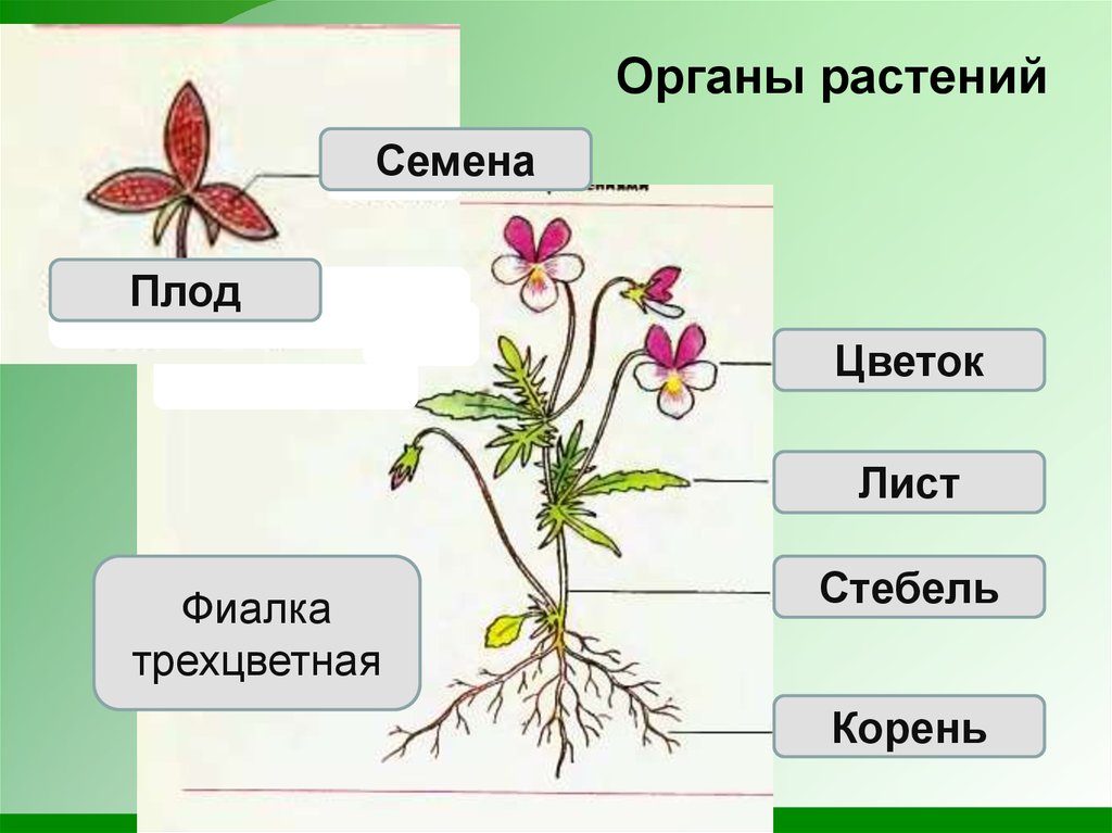 Схемы растений в биологии