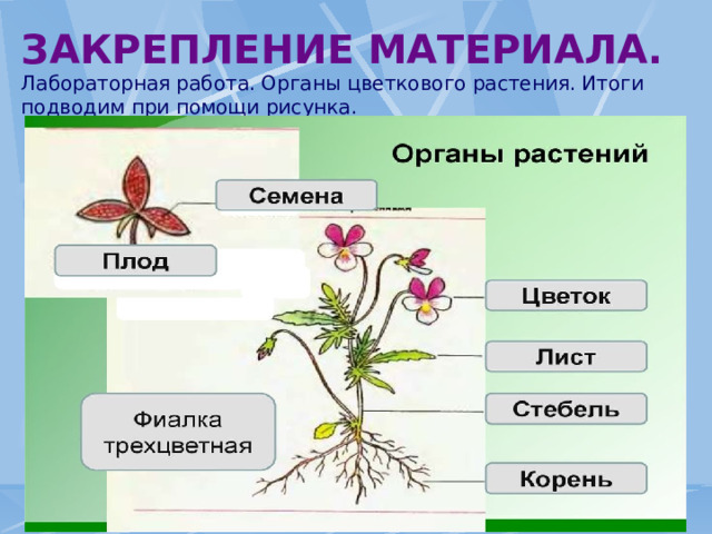 Репродуктивные органы цветковых растений