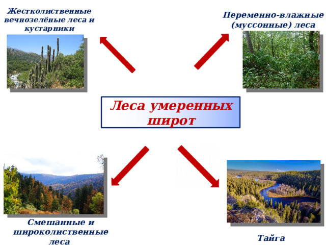 Жестколиственные вечнозелёные леса и кустарники Переменно-влажные (муссонные) леса Леса умеренных широт Смешанные и широколиственные леса Тайга 