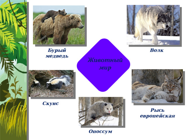 Бурый медведь Волк Скунс Рысь европейская Опоссум 