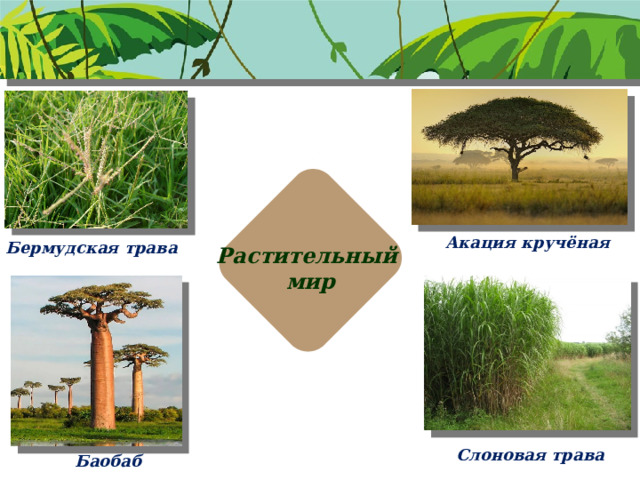 Акация кручёная Бермудская трава Растительный мир Слоновая трава Баобаб 