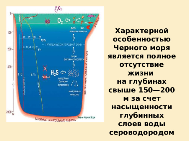 Характерной особенностью Черного моря является полное отсутствие жизни на глубинах свыше 150—200 м за счет насыщенности глубинных слоев воды сероводородом 