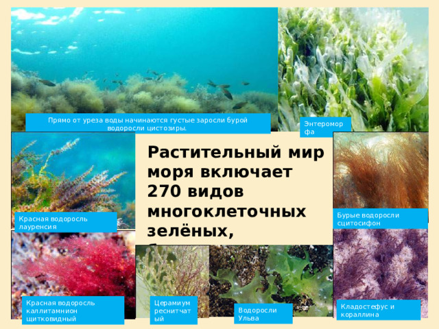Прямо от уреза воды начинаются густые заросли бурой водоросли цистозиры.  Энтероморфа Растительный мир моря включает 270 видов многоклеточных зелёных, бурых, красных донных водорослей Бурые водоросли сцитосифон Красная водоросль лауренсия Красная водоросль каллитамнион щитковидный Церамиум реснитчатый Кладостефус и кораллина Водоросли Ульва  