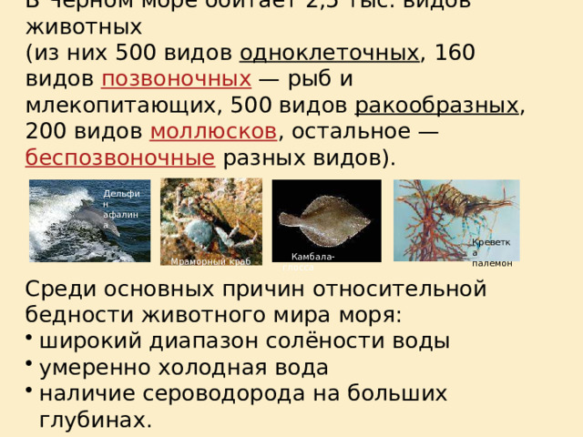 В Чёрном море обитает 2,5 тыс. видов животных (из них 500 видов одноклеточных , 160 видов позвоночных  — рыб и млекопитающих, 500 видов ракообразных , 200 видов моллюсков , остальное — беспозвоночные разных видов). Среди основных причин относительной бедности животного мира моря: широкий диапазон солёности воды умеренно холодная вода наличие сероводорода на больших глубинах. Дельфин афалина Креветка палемон  Камбала-глосса Мраморный краб 
