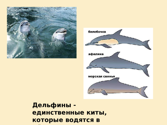 Дельфины - единственные киты, которые водятся в Чёрном море 