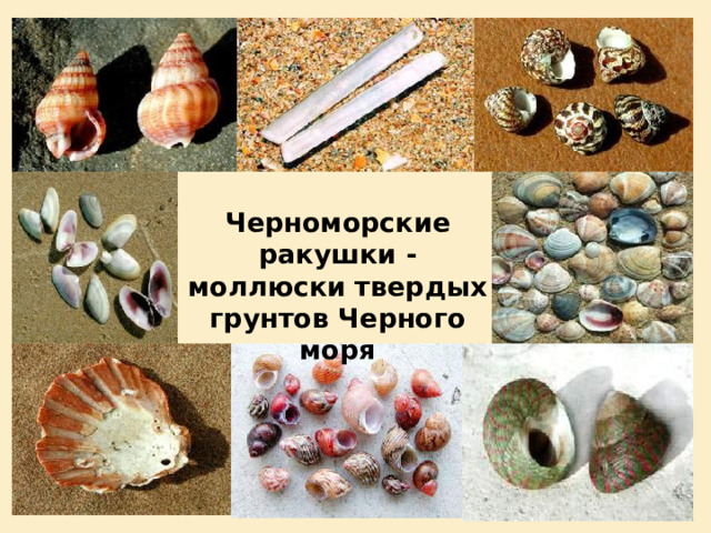 Черноморские ракушки - моллюски твердых грунтов Черного моря 