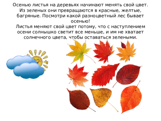 Как изменились листья осенью. Листья меняют цвет осенью. Почему листья меняют цвет осенью. Почему листья меняют свой цвет осенью. Листья меняют меняют цвет.