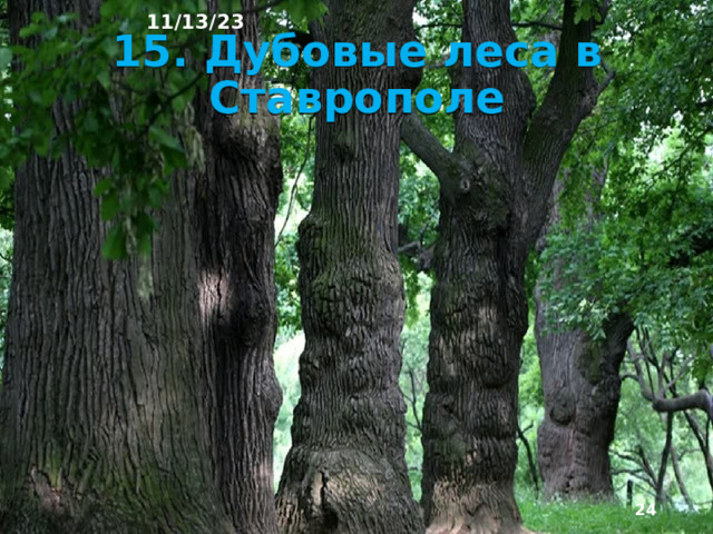 11/13/23 14. Природная зональность На равнинах Европейского Юга выделяется несколько природных зон, в горах отчётливо выражена высотная поясность. В бассейне Дона и в Предкавказья простирались ковыльно разнотравные степи, а на более увлажнённых склонах Став­ропольской возвышенности – дубо­вые леса.  
